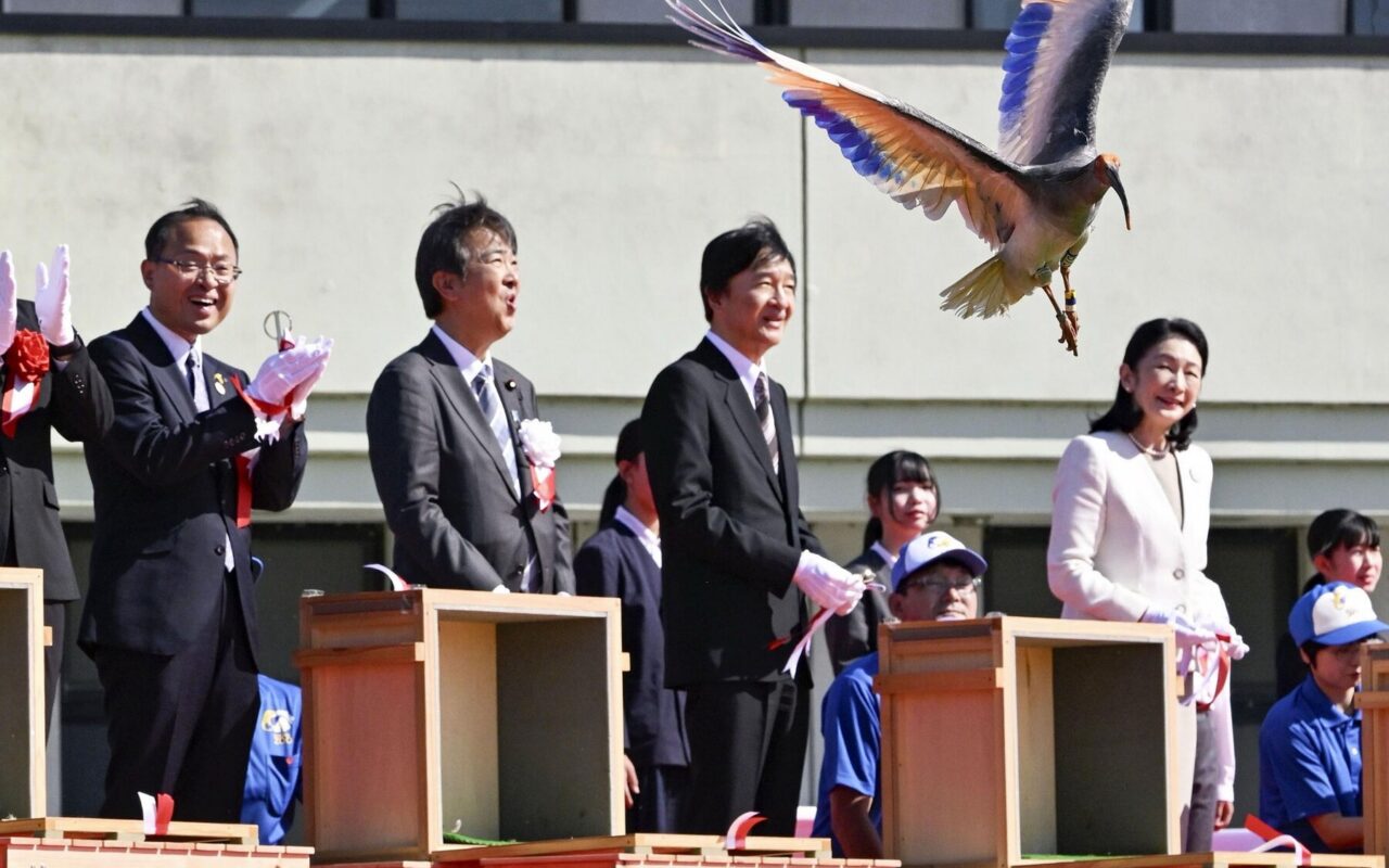 Crested Ibises Get the Royal Treatment in Japan as They Fly Again