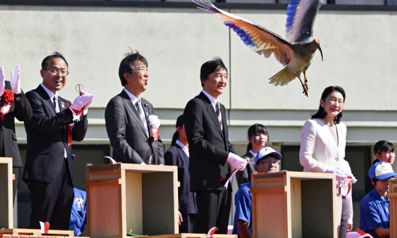 Crested Ibises Get the Royal Treatment in Japan as They Fly Again