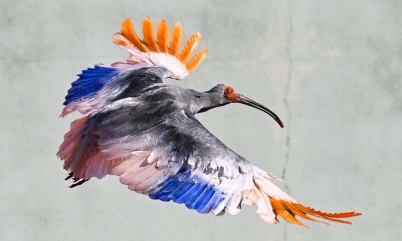 Eight crested ibises released in Japan decades after extinction