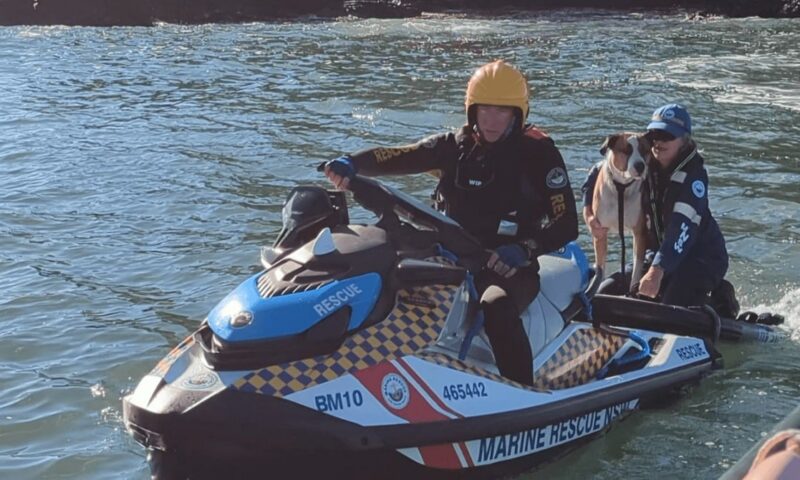 Dog rescued after being swept out to sea and surviving 800m swim to remote island