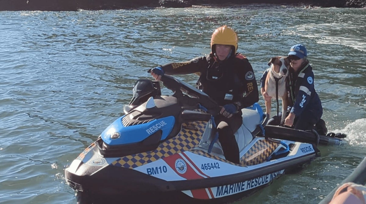 Dog rescued after being swept out to sea and surviving 800m swim to remote island