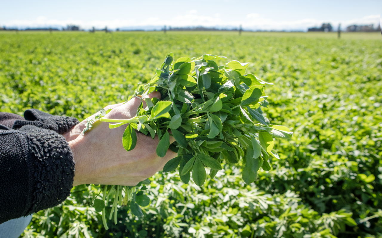 What to Know About Rubisco, the Most Abundant Protein on Earth