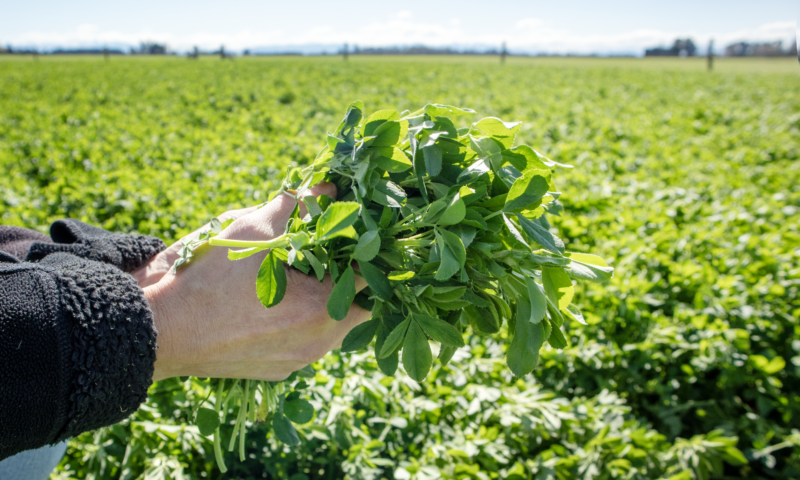 What to Know About Rubisco, the Most Abundant Protein on Earth