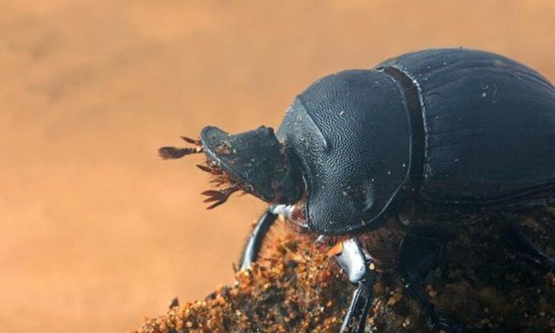 Science Snapshots: May 31, 2026