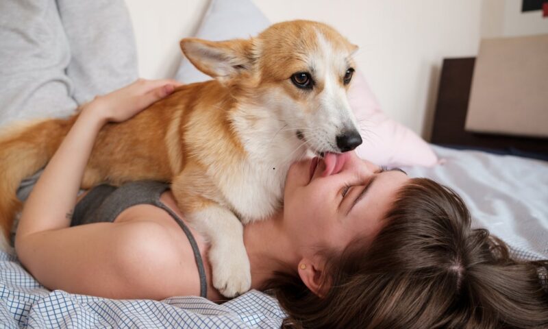 Dog Bed Buddies 2026: Here are the 24 best and worst breeds of adorable dog to share a bed with – from Pug to loving Labrador 🐶