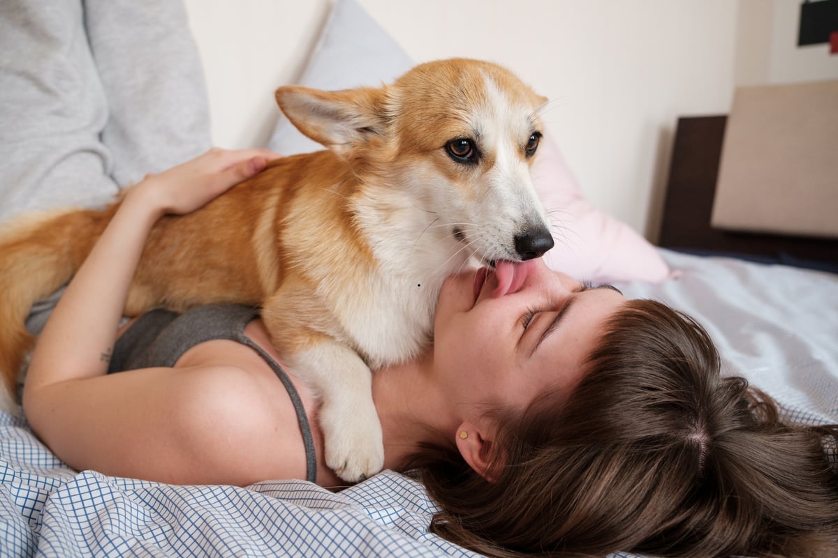 Dog Bed Buddies 2026: Here are the 24 best and worst breeds of adorable dog to share a bed with – from Pug to loving Labrador 🐶