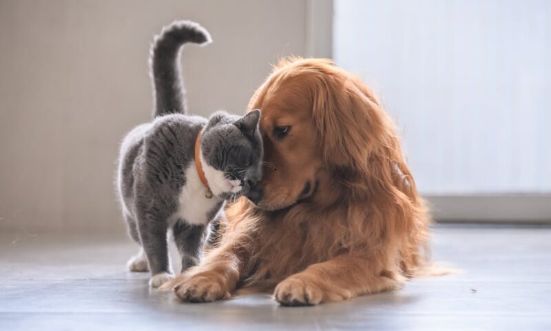 Cats That Like Dogs 2026: Here are the 12 breeds of adorable cat who tend to get on well with dogs – including the loving Ragdoll 😺
