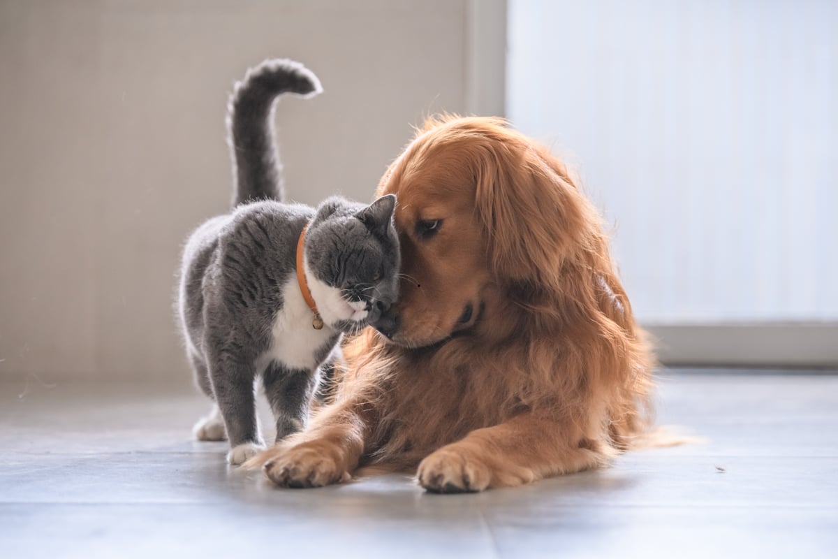 Cats That Like Dogs 2026: Here are the 12 breeds of adorable cat who tend to get on well with dogs – including the loving Ragdoll 😺