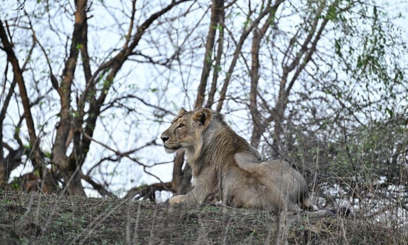 Cub deaths prompt preventive measures for Asiatic lions in Bhavnagar