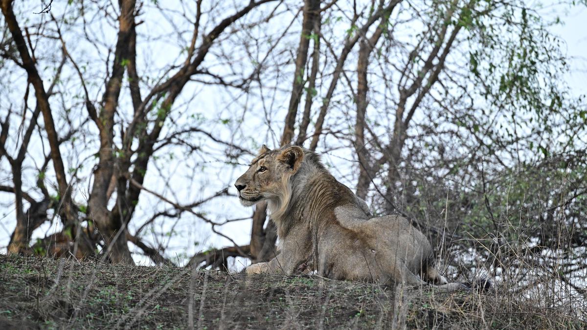 Cub deaths prompt preventive measures for Asiatic lions in Bhavnagar