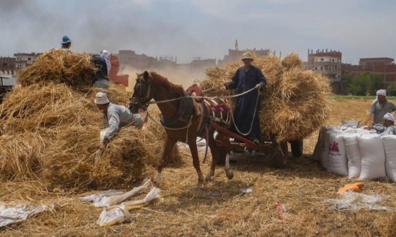 مصر تشتري 4.38 مليون طن قمح من المحصول المحلي