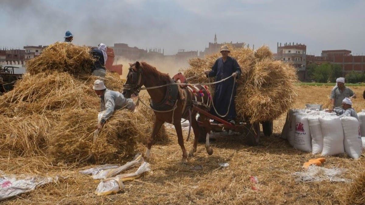 مصر تشتري 4.38 مليون طن قمح من المحصول المحلي