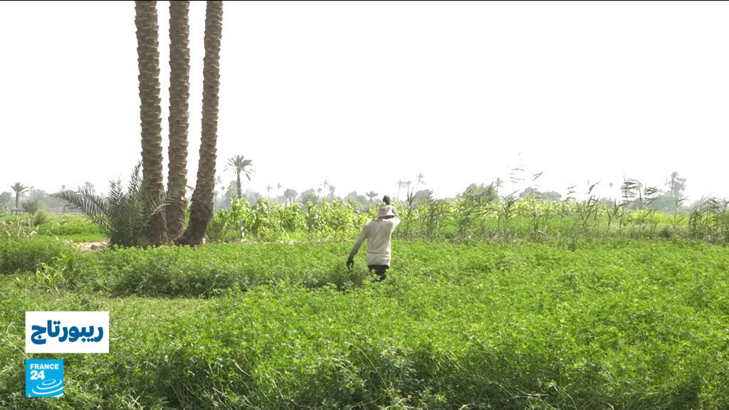 الفقر المائي في مصر.. أزمة تهدد الزراعة والأمن الغذائي