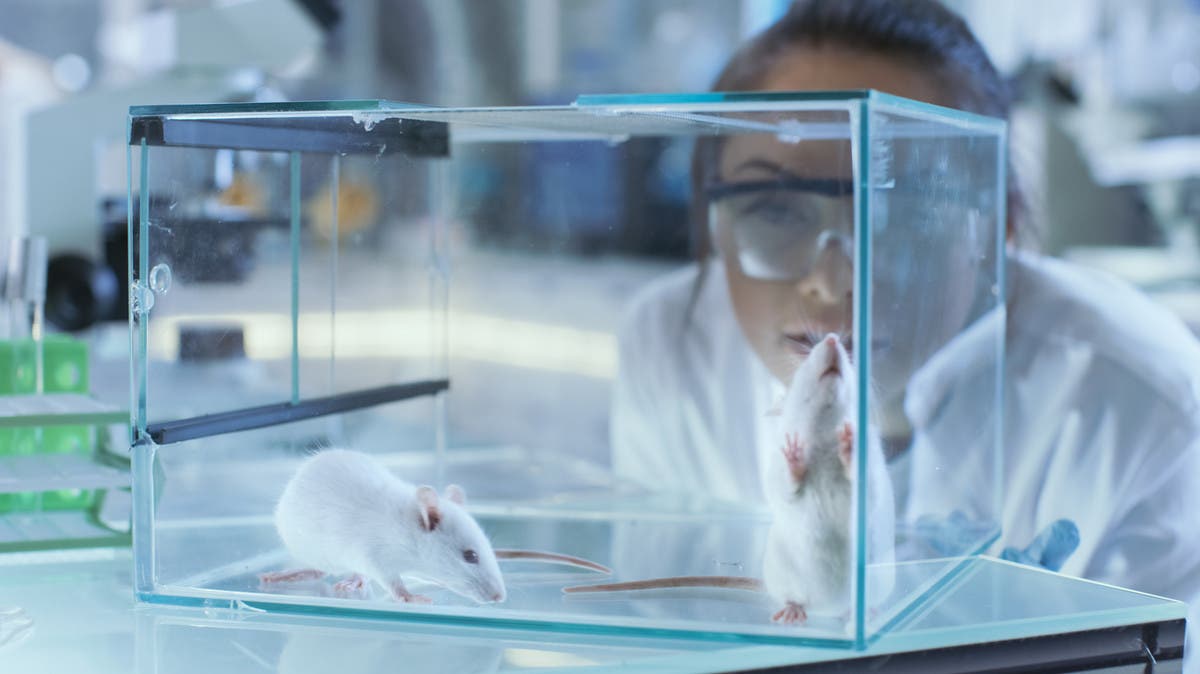 “الدفاع” الألمانية تتوقع زيادة الأبحاث العسكرية على الحيوانات بحلول 2029