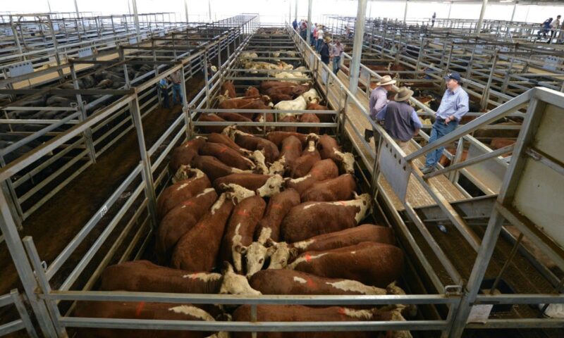 Australian beef will soon be hit by 55% tariff in China, ministry says