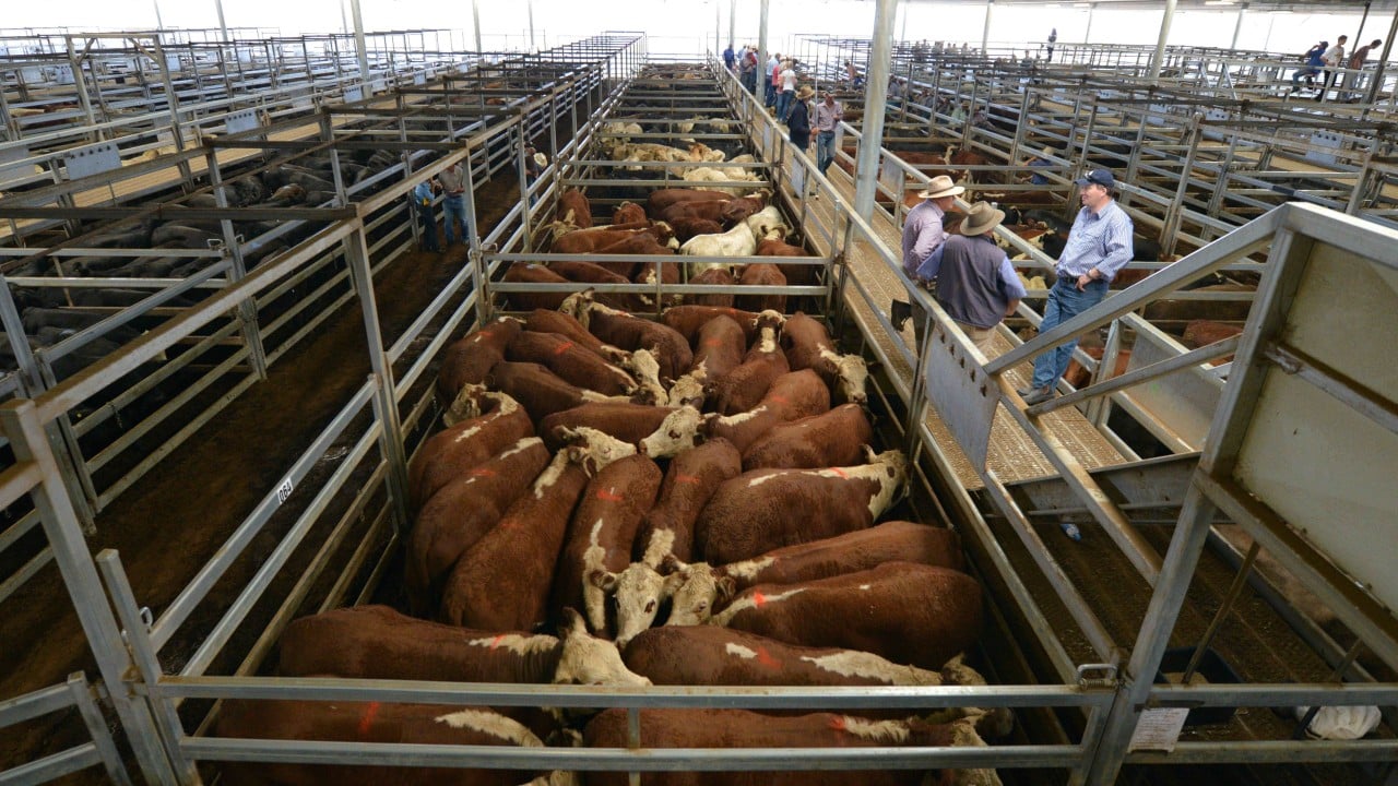 Australian beef will soon be hit by 55% tariff in China, ministry says