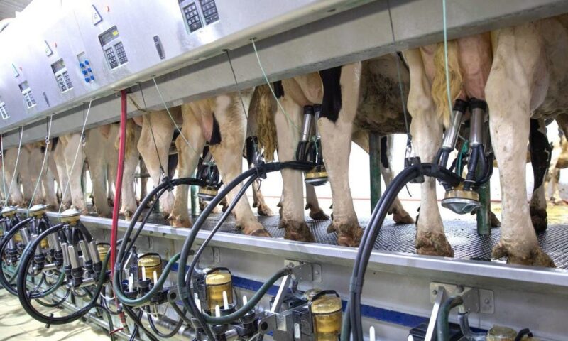 ملياري كيلوغرام.. نيوزيلندا تسجل أعلى إنتاج للحليب في تاريخها بدعم الأسعار العالمية