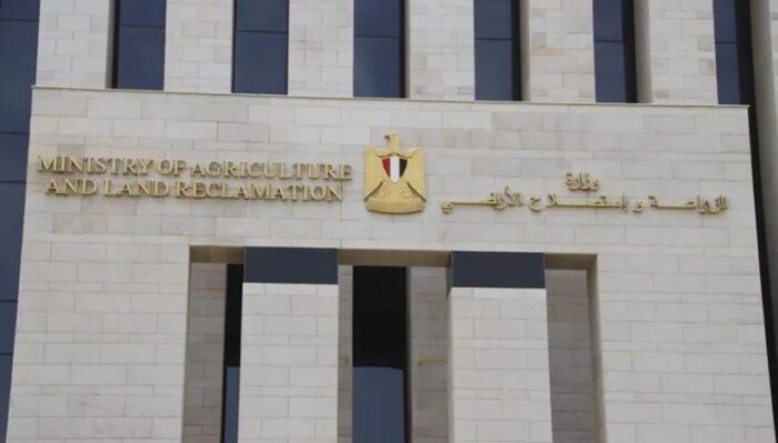 هل تراجعت زراعات القطن في مصر؟.. الوزارة تكشف