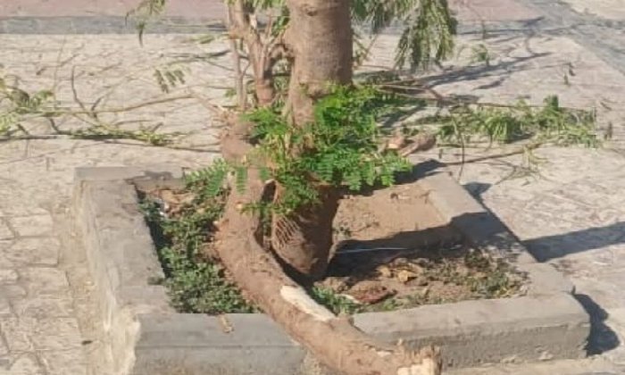 في ذروة الصيف.. تساؤلات في أسوان حول جدوى الاستغناء عن الأشجار المعمرة لمواجهة التغير المناخي