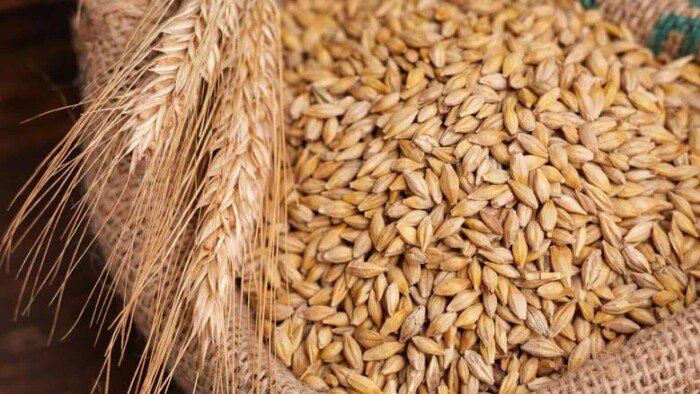 الحبة العريضة والرفيعة بكام؟.. سعر الأرز الشعير اليوم السبت 13 يونيو 2026