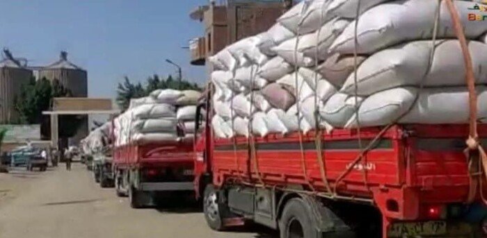 استلام أكثر من 343 ألف طن قمح بصوامع وشون بني سويف منذ انطلاق موسم الحصاد