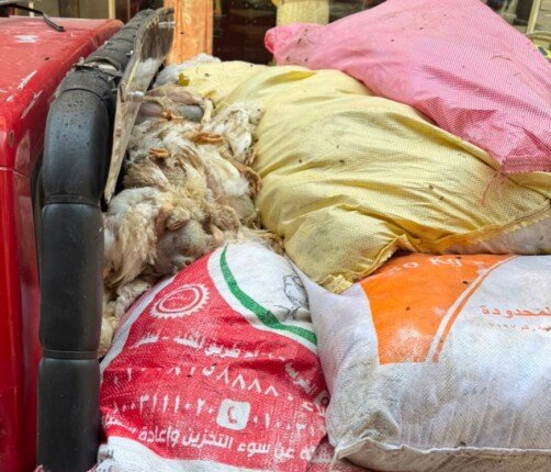 ضبط 1.75 طن دواجن نافقة وغير صالحة للاستهلاك الآدمي خلال حملة مكبرة بالغربية