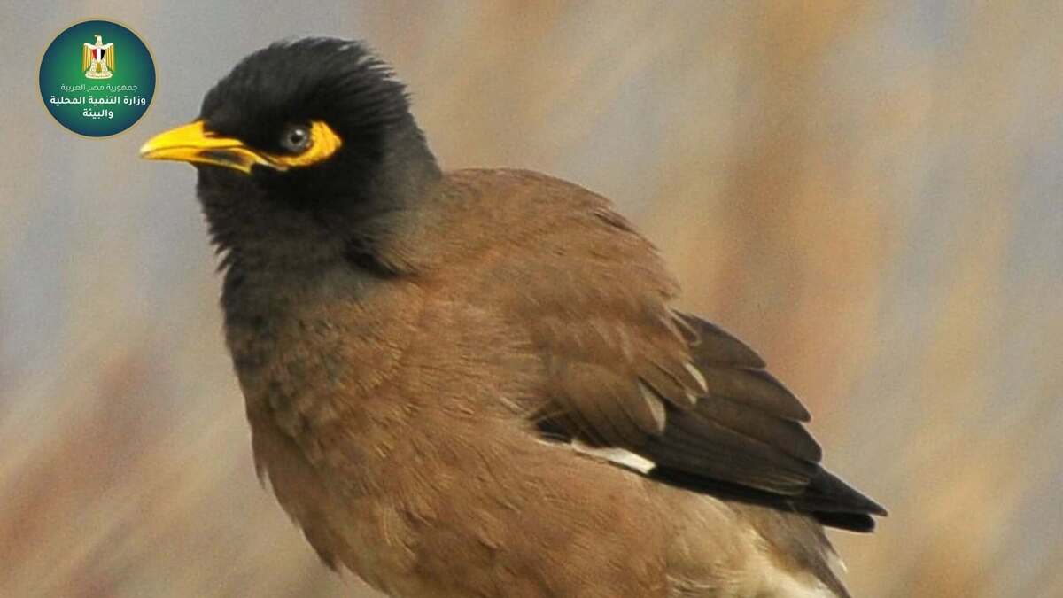 يلتهم الأخضر واليابس.. استنفار حكومي لمحاصرة “الطائر الغازي” في مصر