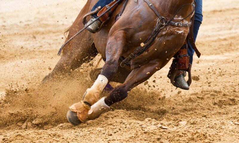 Teenage competitor accused of stabbing horses at Las Vegas barrel racing event, police say