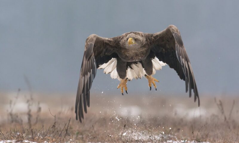 ‘Shock’ as rare white-tailed eagle born in UK disappears in suspicious circumstances