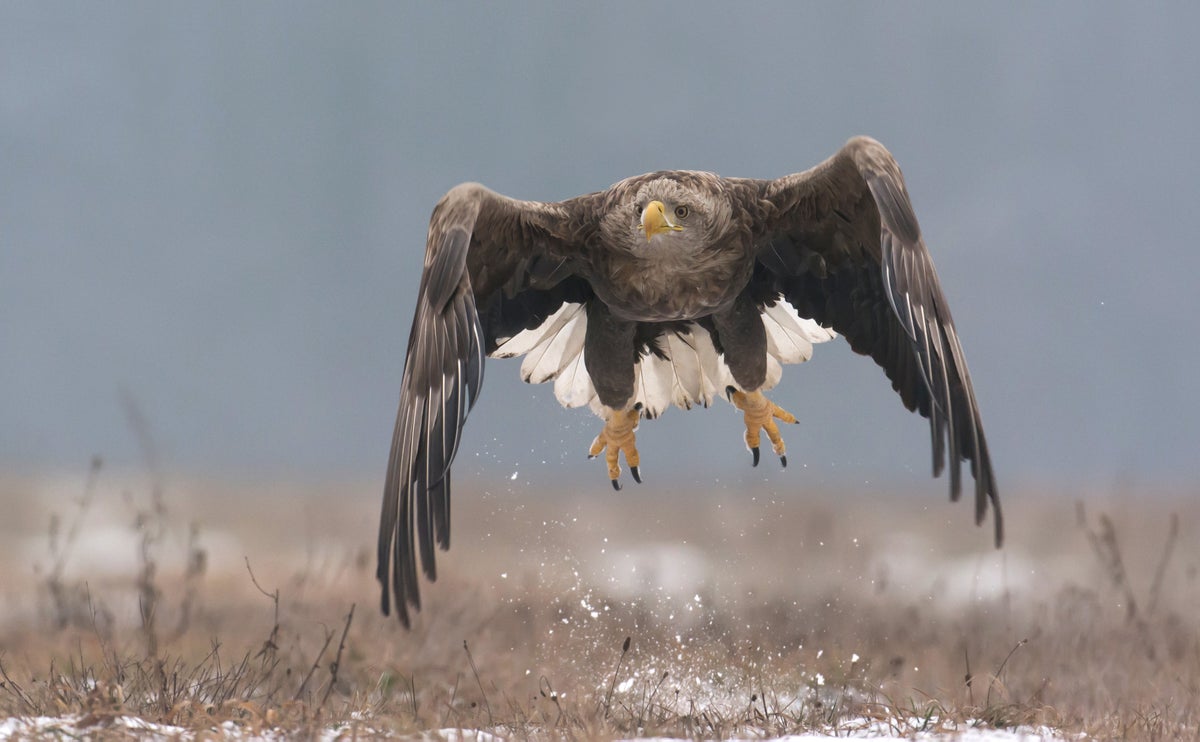‘Shock’ as rare white-tailed eagle born in UK disappears in suspicious circumstances