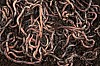 Shai-Hulud malware worms Red Hat npm package versions downloaded 80K times a week
