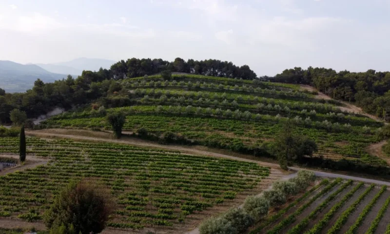 French wine growers plant trees to protect vines from climate