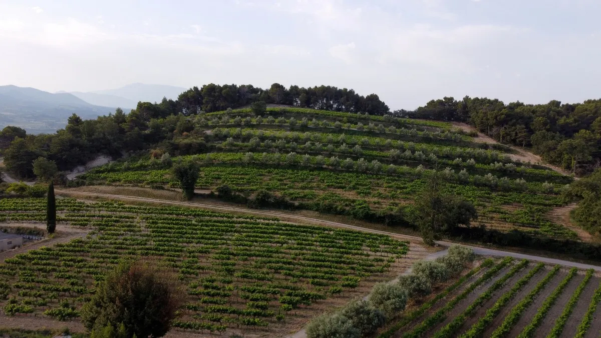 French wine growers plant trees to protect vines from climate