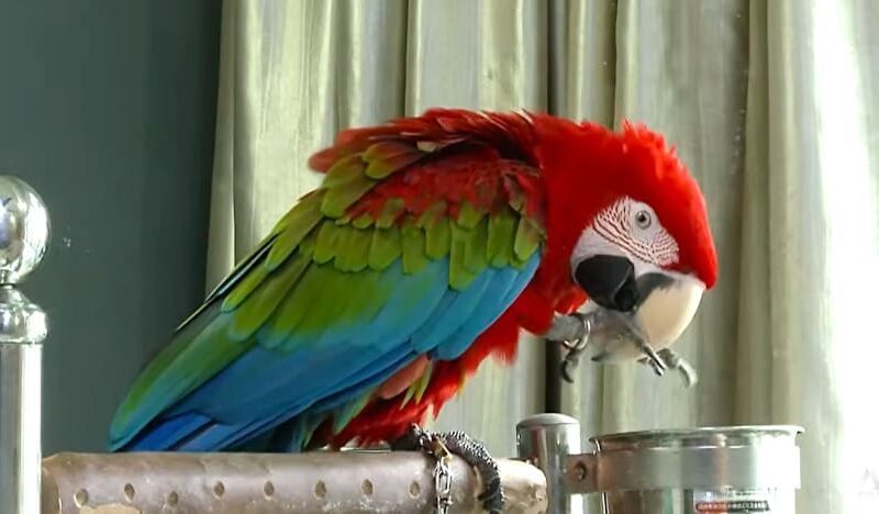 More than 800 feedback cases a year lodged with NParks over pet parrots as popularity grows in Singapore