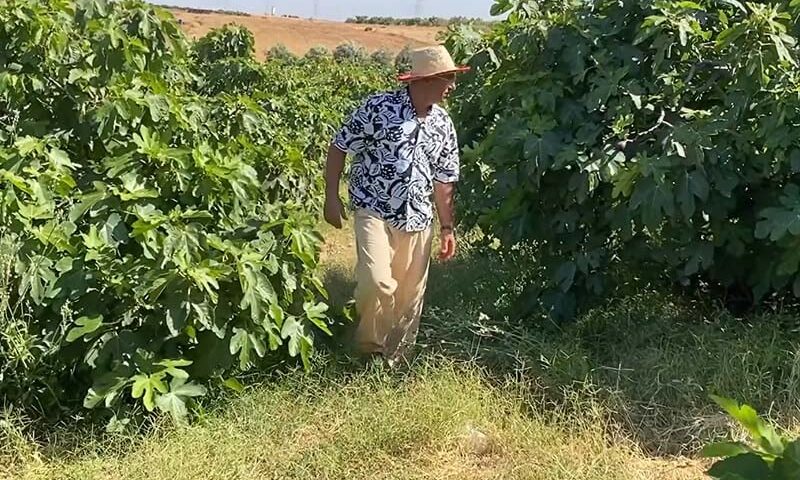 انطلاق موسم جني التين بدكالة