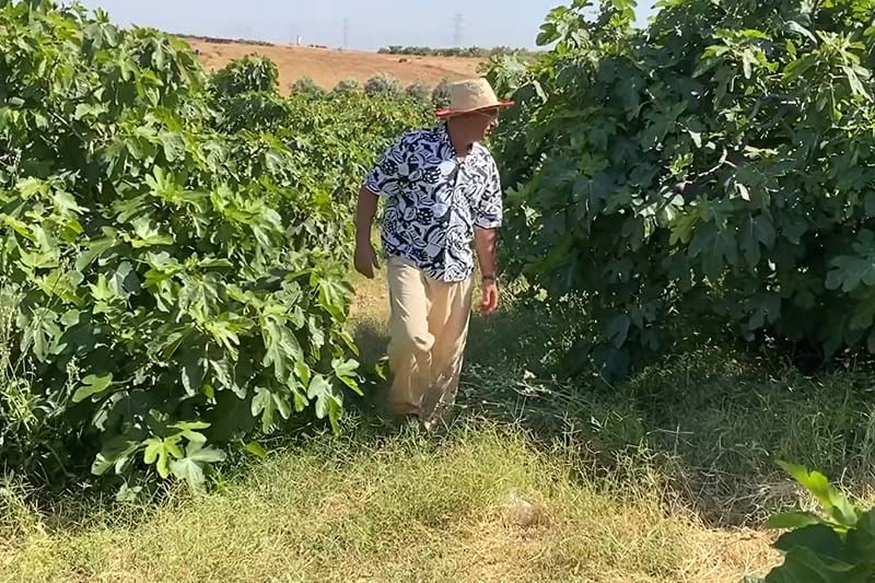 انطلاق موسم جني التين بدكالة