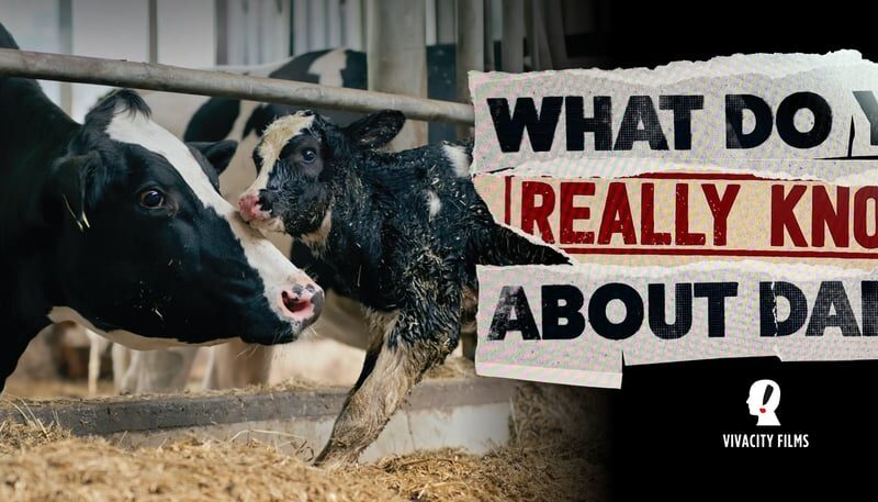 Viva! marks World Milk Day by announcing major dairy documentary