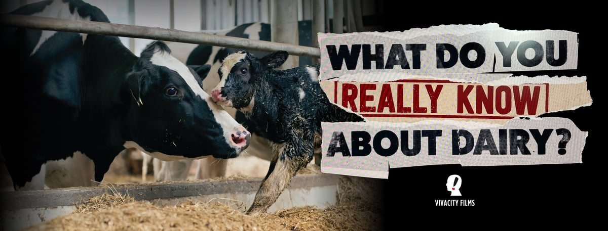 Viva! marks World Milk Day by announcing major dairy documentary