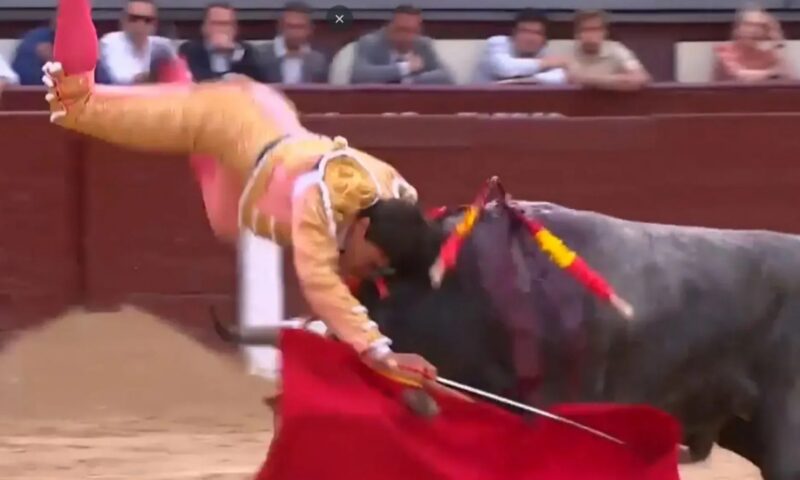 Moment matador is gored through the leg and tossed around by raging beast before bullfighter finishes bout
