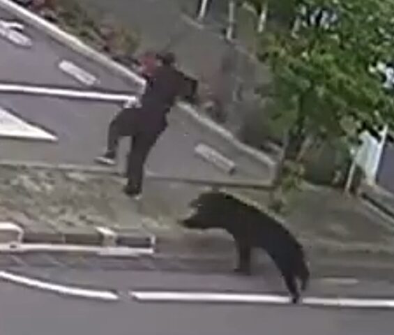 Terrifying moment rampaging bear hunts down and mauls terrified man in marauding attack that left four injured in Japan