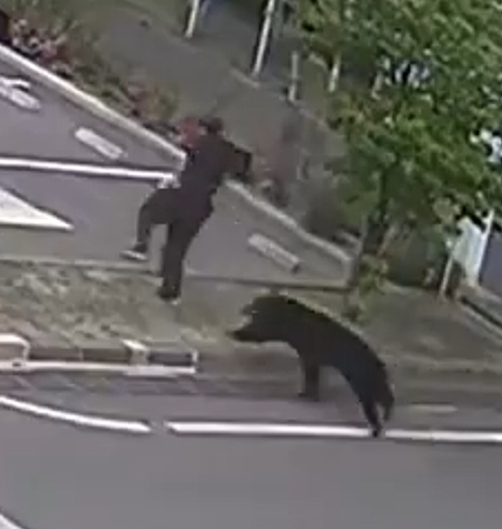 Terrifying moment rampaging bear hunts down and mauls terrified man in marauding attack that left four injured in Japan