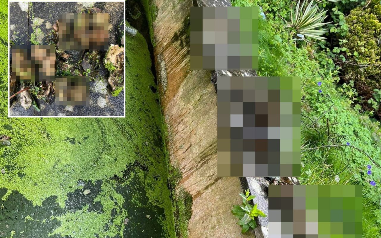 Fears serial ‘cat killer’ is STILL on loose as 16 ‘dismembered’ felines are found floating in pond of abandoned house