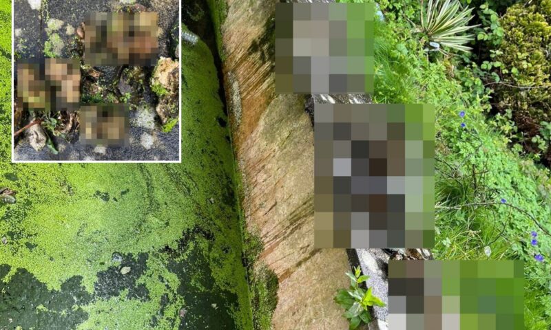 Fears serial ‘cat killer’ is STILL on loose as 16 ‘dismembered’ felines are found floating in pond of abandoned house