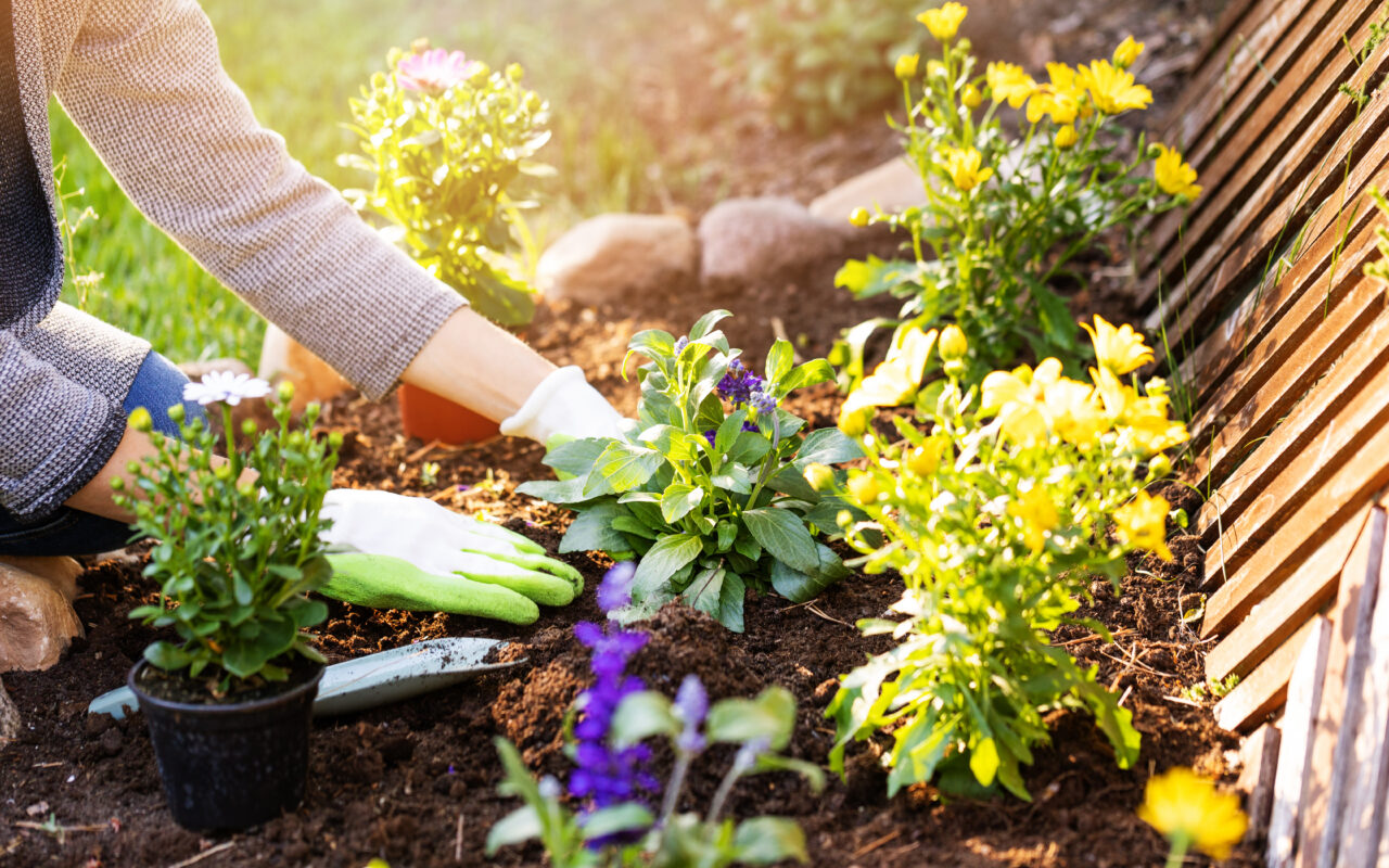The simple stone trick gardeners must follow to stop plants wilting quickly during summer