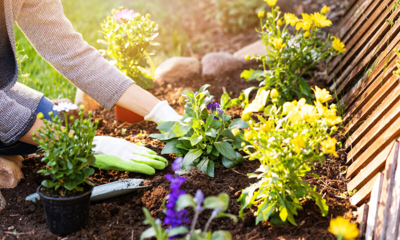 The simple stone trick gardeners must follow to stop plants wilting quickly during summer