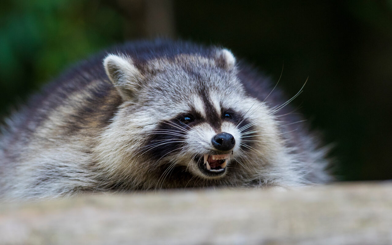 Raccoons bite 7-year-old boy, adult in separate broad daylight attacks in tony NYC suburb