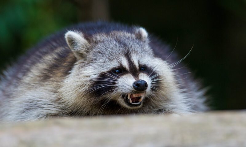 Raccoons bite 7-year-old boy, adult in separate broad daylight attacks in tony NYC suburb