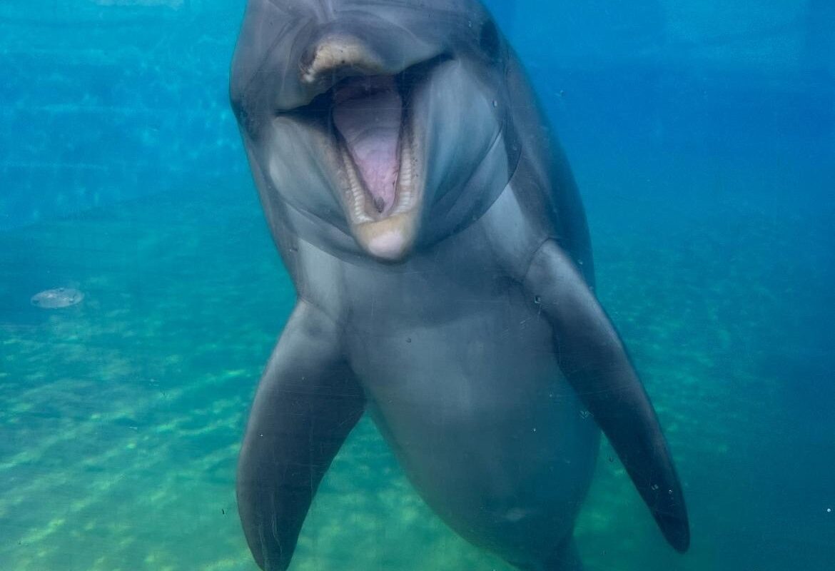 Beloved SeaWorld San Diego staple Dottie the 39-year-old dolphin dies