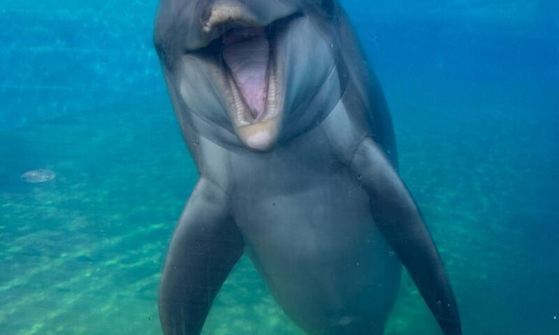 Beloved SeaWorld San Diego staple Dottie the 39-year-old dolphin dies