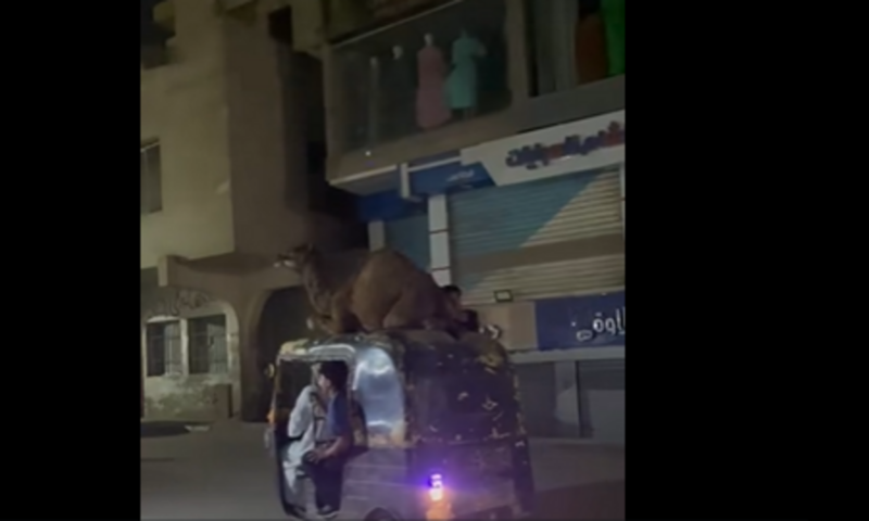 فيديو طريف من مصر يشعل التواصل.. “توك توك” يحمل جملاً ويسير بالشارع